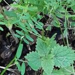 Vicia hirsuta Folha