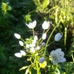 Allium pallens Fiore