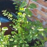 Celastrus orbiculatus Likasa