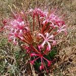 Ammocharis tinneana Λουλούδι