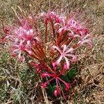 Ammocharis tinneana Flower