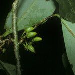 Erythroxylum macrophyllum Fruit