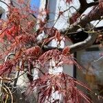 Acer japonicum برگ