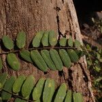 Dalbergiella welwitschii Hoja