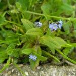 Myosotis ramosissima Habit