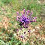 Muscari matritense Flower