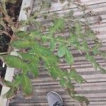Amorphophallus konjac Leaf