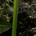 Podophyllum cv. 'Kaleidoscope' Escorça