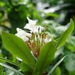 Rhododendron maximum Blatt