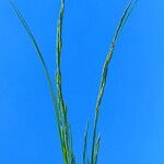 Festuca varia Bloem