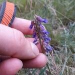 Vicia villosa花