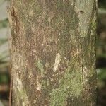 Lecythis persistens Kabuk