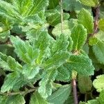 Veronica teucrium Leaf