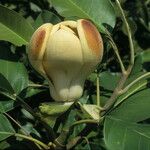 Magnolia delavayi Цветок