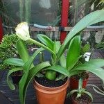 Haemanthus albiflos Vivejo