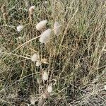 Armeria multiceps Hábito