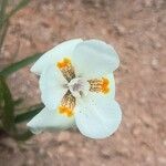 Dietes iridioides ফুল