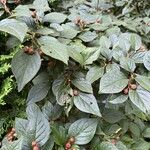 Cotoneaster bullatus পাতা