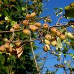 Malus baccata Fruit