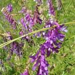 Vicia tenuifoliaFlower