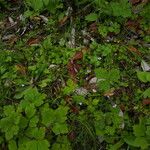 Mazus dentatus Habit