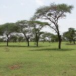 Vachellia tortilis Hoja