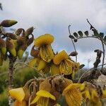 Sophora denudata Flor
