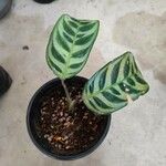 Ctenanthe amabilis Leaf