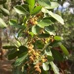 Searsia gueinzii Fruit