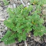 Pedalium murex 形態