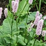 Bistorta officinalis Blad