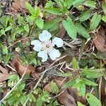 Rubus trivialis പുഷ്പം