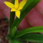 Hypoxis decumbens Flower