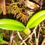 Bulbophyllum comorianum Otro