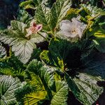 Rubus chamaemorus Floare