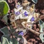 Lupinus sellulus Flower
