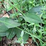 Senecio doronicum Leaf