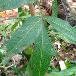 Lithraea molleoides Hoja