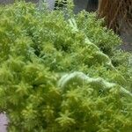 Sedum japonicum Hoja
