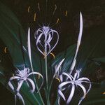 Hymenocallis tubiflora Fleur