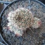 Mammillaria grahamii 樹皮