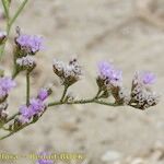 Limonium dodartii Other