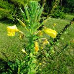 Oenothera glazioviana Blodyn