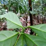 Brunfelsia guianensis ᱥᱟᱠᱟᱢ
