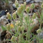 Plantago afra Alia