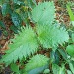Urtica pilulifera Blatt