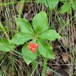 Cornus canadensis Leaf