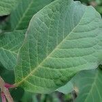 Syringa villosa Leaf