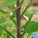Lactuca floridana Corteza