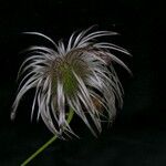 Clematis brevipes Fruto